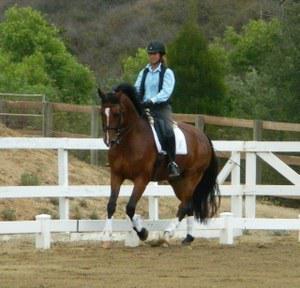 KWPN gelding