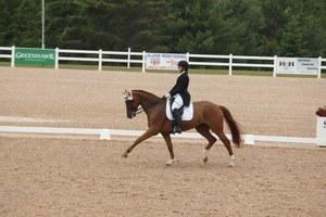 Hanoverian mare for sale