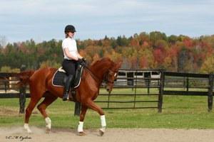 dressage horse trained to intermediate 1