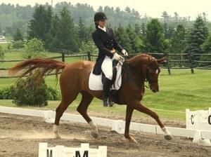 dressage horse for sale in Ontario Canada 