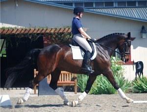 Dutch Warmblood gelding for sale