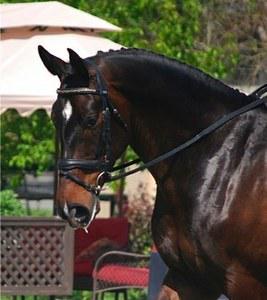 dressage horse trained to first level