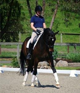 dressage horse for sale in California United States 