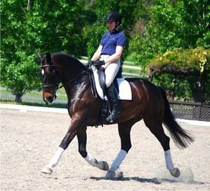 KWPN gelding