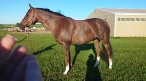 dressage horse trained to training level