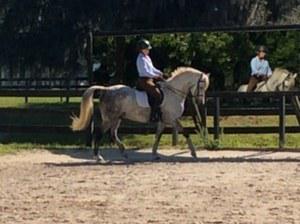 dressage horse trained to training level