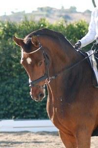 dressage horse trained to first level