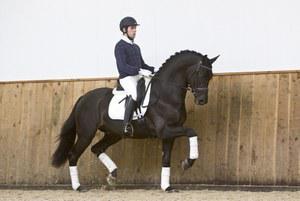 Dutch Warmblood gelding for sale