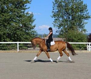 Canadian Warmblood mare for sale