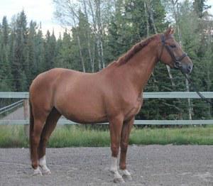 dressage horse for sale in British Columbia Canada 