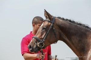 dressage horse trained to none