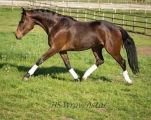 dressage horse for sale in Washington United States 