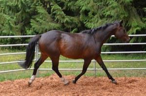 Oldenburg NA, Hungarian Warmblood mare