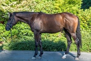 Hungarian Warmblood gelding for sale