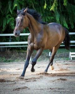 dressage horse trained to none