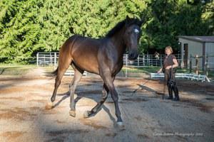 dressage horse for sale in Washington United States 