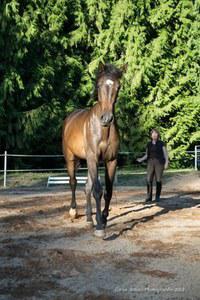 Hungarian Warmblood gelding