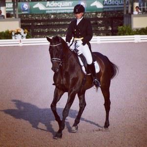 dressage horse trained to prix st george level