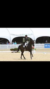 dressage horse for sale in Quebec Canada 