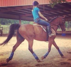 Belgian Warmblood gelding for sale