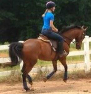 dressage horse trained to second level