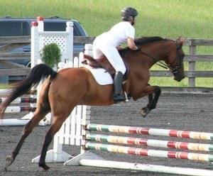 dressage horse for sale in Georgia United States 