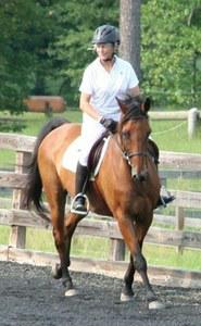 Belgian Warmblood gelding