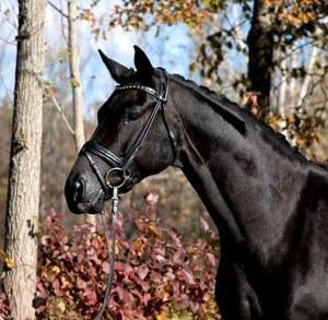 dressage horse trained to third level