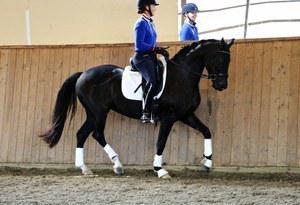 dressage horse for sale in Ontario Canada 
