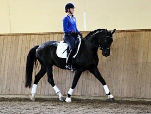 Canadian and American Hanoverian mare