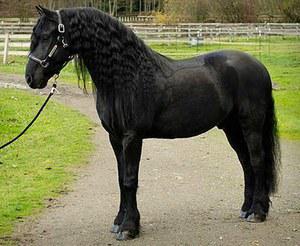 Friesian gelding for sale