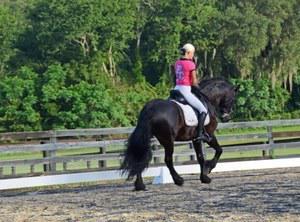 dressage horse for sale in Florida United States 