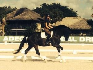 dressage horse trained to none