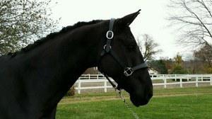 Dutch Warmblood gelding for sale