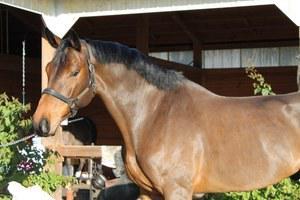 Oldenburg gelding for sale