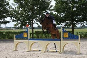 dressage horse trained to first level