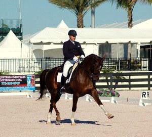 dressage horse trained to prix st george level