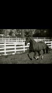 dressage horse trained to fourth level