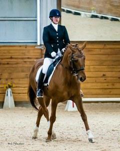 dressage horse for sale in Ohio United States 