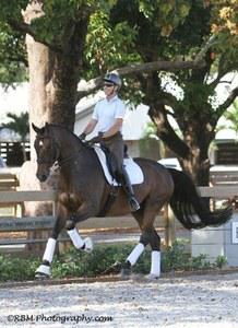 dressage horse trained to fourth level