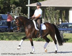 dressage horse for sale in United States 