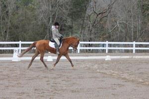 Oldenburg mare for sale