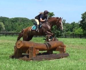 dressage horse trained to first level