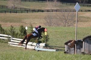 dressage horse for sale in Virginia United States 