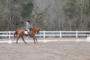 Chestnut mare