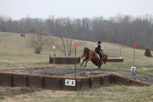 Chestnut horse