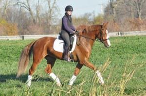 Dutch Warmblood gelding for sale