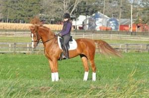 dressage horse trained to none