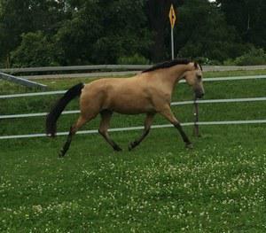 Morgan gelding for sale