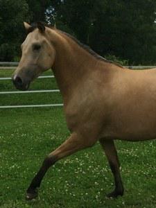 dressage horse trained to none